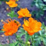 Trollius chinensis 'Golden Queen' - Floarea Glob la ghiveci P9 , H 10-15 cm