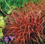 Uncinia rubra - Iarba decorativa cu frunzis permanent la ghiveci P17 , H 25-30 cm - imagine 3