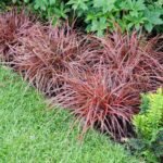 Uncinia rubra - Iarba decorativa cu frunzis permanent la ghiveci P17 , H 25-30 cm - imagine 4