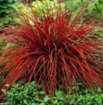 Uncinia rubra - Iarba decorativa cu frunzis permanent la ghiveci P17 , H 25-30 cm