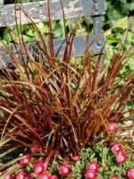 Uncinia rubra - Iarba decorativa cu frunzis permanent la ghiveci P17 , H 25-30 cm - imagine 2