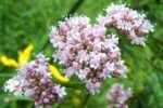 Valeriana officinalis la ghiveci P9 , H 10-15 cm