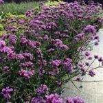 Verbena bonariensis 'Lollipop' la ghiveci P9 - imagine 2