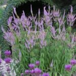 Veronicastrum virginicum 'Fascination' la ghiveci P9 - imagine 2