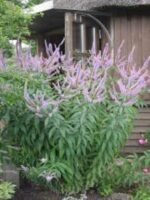 Veronicastrum virginicum 'Fascination' la ghiveci P9