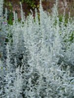 Artemisia ludoviciana „Silver Queen” - Salvie Albă la ghiveci P9 - imagine 2