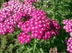 Achillea Millefolium Cerise Queen - Coada soricelului decorativa la ghiveci P10 - H 5 -10 cm