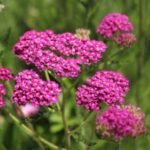 Achillea Millefolium Cerise Queen - Coada soricelului decorativa la ghiveci P10 - H 5 -10 cm - imagine 2