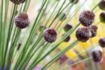Bulb Allium Forelock - Ceapa decorativa - 1 bulb - imagine 3