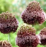 Bulb Allium Forelock - Ceapa decorativa - 1 bulb