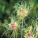 Bulbi Allium Hair - Ceapa decorativa - pachet 3 bulbi marime 5+ (Livrarea dupa 10 Septembrie) - imagine 2