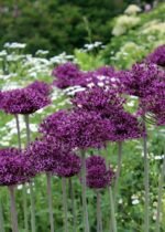 Allium Miami - Ceapa decorativa - pachet 3 bulbi marime 12+ (Livrarea dupa 25 Septembrie 2025) - imagine 2