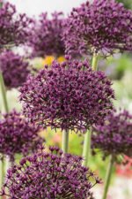 Allium Miami - Ceapa decorativa - pachet 3 bulbi marime 12+ (Livrarea dupa 25 Septembrie 2025)