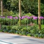 Allium Giganteum - Ceapa decorativa la ghiveci - imagine 2