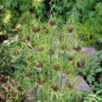 Bulbi Allium Hair - Ceapa decorativa - pachet 3 bulbi marime 5+ (Livrarea dupa 10 Septembrie) - imagine 3