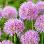Allium Rosy Dream - Ceapa decorativa - pachet 3 bulbi marime 5/6 (Livrarea dupa 10 Septembrie)