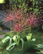 Allium Schubertii - Ceapa decorativa - 1 bulb marime 12/14 - imagine 3