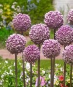 Allium Summer Drummer - Ceapa decorativa - 1 bulb marime 14/16 (Livrarea dupa 10 Septembrie) - imagine 2