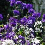 Aquilegia vulgaris var. stellata „Blue Barlow” - Caldarusa la ghiveci P9, H 10cm - imagine 2