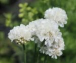 Armeria maritima „Ballerina White” -  vesnic verde la ghiveci P9, H 5-10 cm