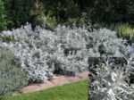 Artemisia ludoviciana „Silver Queen” - Salvie Albă la ghiveci P9
