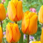 Bulbi lalele Blushing Apeldoorn - pachet 3 bucati marime 12+ (Livrarea dupa 10 Septembrie)
