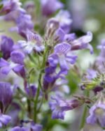 Chaenorhinum origanifolium „Visul albastru” - acoperitoare de sol la ghiveci P9
