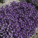Chaenorhinum origanifolium „Visul albastru” - acoperitoare de sol la ghiveci P9 - imagine 3