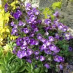 Chaenorhinum origanifolium „Visul albastru” - acoperitoare de sol la ghiveci P9 - imagine 2