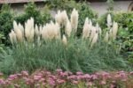 Cortaderia selloana - Iarba de Pampas la ghiveci P9