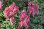 Corydalis solida „Beth Evans” - pachet 3 bulbi marime 6/8 (Livrarea dupa 10 Septembrie) - imagine 3
