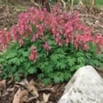 Corydalis solida „Beth Evans” - pachet 3 bulbi marime 6/8 (Livrarea dupa 10 Septembrie)