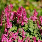 Corydalis solida „Beth Evans” - pachet 3 bulbi marime 6/8 (Livrarea dupa 10 Septembrie) - imagine 2