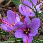 Crocus Sofran - Crocus Sativus  - pachet 5 bulbi marime 8/9 (Livrarea dupa 10 Septembrie)