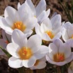 Brandusa - Crocus Chrysanthus Ard Shenk (Crocus de Zapada)- pachet 5 bulbi marime 5/7 (Livrarea dupa 10 Septembrie)