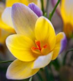 Brandusa - Crocus Chrysanthus Advance - pachet 5 bulbi marime 5/7 (Livrarea dupa 10 Septembrie)