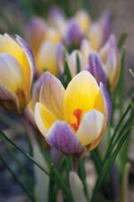 Brandusa - Crocus Chrysanthus Advance - pachet 5 bulbi marime 5/7 (Livrarea dupa 10 Septembrie) - imagine 2