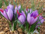 Crocus Sofran - Crocus Sativus  - pachet 5 bulbi marime 8/9 (Livrarea dupa 10 Septembrie) - imagine 2