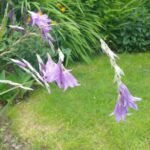 Dierama Blue Belle - Undița îngerului la ghiveci P9 - H 5 -10 cm - imagine 2