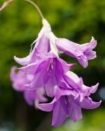 Dierama Blue Belle - Undița îngerului la ghiveci P9 - H 5 -10 cm