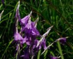 Dierama Blue Belle - Undița îngerului la ghiveci P9 - H 5 -10 cm - imagine 3