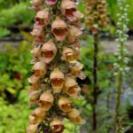 Degetel Ruginiu - Digitalis ferruginea  la ghiveci P9 - imagine 2