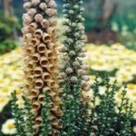 Degetel Ruginiu - Digitalis ferruginea  la ghiveci P9 - imagine 3