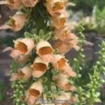 Degetel Ruginiu - Digitalis ferruginea  la ghiveci P9