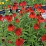 Echinacea purpurea Hot Papaya la ghiveci P9 - H 5-10 cm - imagine 2