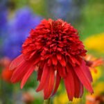 Echinacea purpurea Hot Papaya la ghiveci P9 - H 5-10 cm