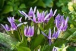 Erythronium Purple King - Crin de Ghetar sau Crin Pastrav - 1 bulb (Livrarea dupa 10 Septembrie)