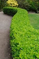 Euonymus Japonicus Green Spire cu frunzis vesnic verde la ghiveci P9 -H 15 - 20 cm - imagine 2