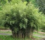 Fargesia Robusta Formidable - Bambus de gradina vesnic verde la ghiveci P14, H 40-50  cm