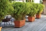 Fargesia Robusta Formidable - Bambus de gradina vesnic verde la ghiveci P14, H 40-50  cm - imagine 3